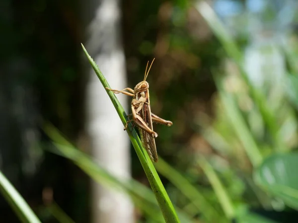 Brown Grasshopper Bombay Locust Zielonym Drzewie Liściastym Naturalnym Czarnym Tłem — Zdjęcie stockowe