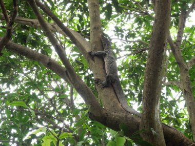 Asyalı su gözlemcisi veya ormandaki ağaçtaki Varanus kurtarıcısı, Tayland 'daki sürüngenlerin siyah derisindeki sarı çember desenleri ve çizgiler