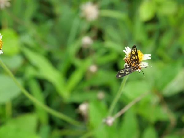 Tiger Grass Borer Butterfly Syntomoides Imaon Recherche Nectar Sur Fleur — Photo