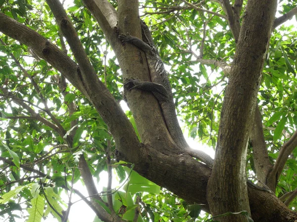 Asian Water Monitor Varanus Salvator Tree Forest Yellow Circle Patterns — 스톡 사진