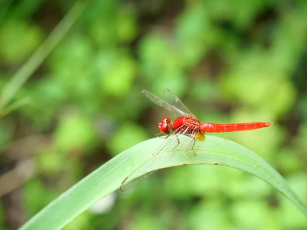 Scarlet Skimmer Crimson Darter Dragonfly Leaf Natural Green Background — Zdjęcie stockowe
