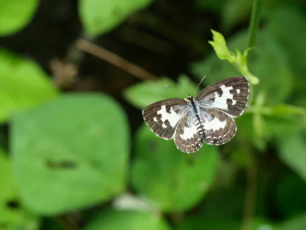 Mariposa Pierrot Común Con Fondo Verde Natural Rayas Manchas Marrones —  Fotos de Stock