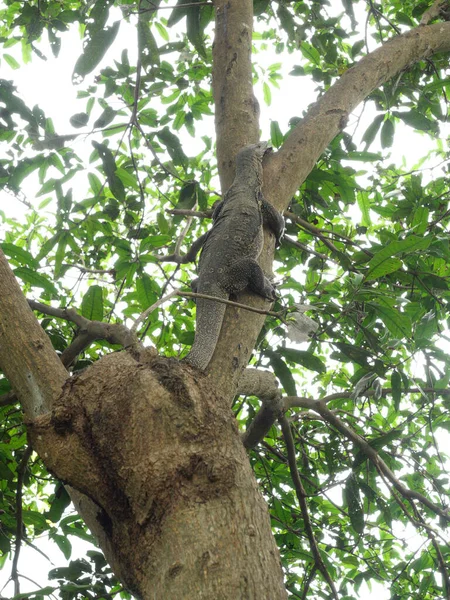 Pemantau Air Asia Atau Varanus Salvator Pada Pohon Hutan Pola — Stok Foto