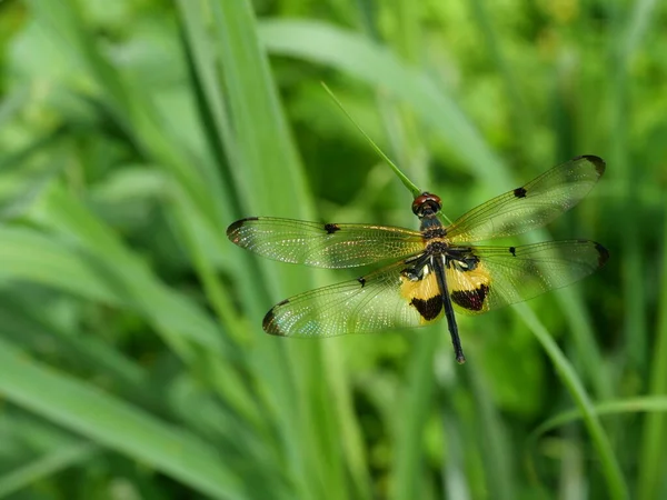 Yellow - barred flutterer ( Rhyothemis phyllis ) dragonfly with brown pattern on the side of the body , Predator insects on leaf with natural green background , Yellow and black pattern on wing