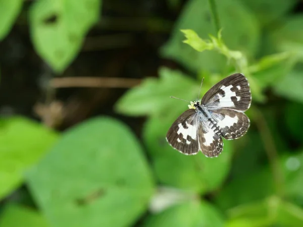 Бабочка Пьеро Естественным Зеленым Фоном Полосы Коричневые Пятна Белых Крыльях — стоковое фото