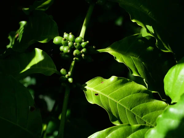 Raaka Kypsä Vihreä Väri Kahvi Kirsikkapavut Puuviljelmillä Musta Tausta Thaimaassa — kuvapankkivalokuva