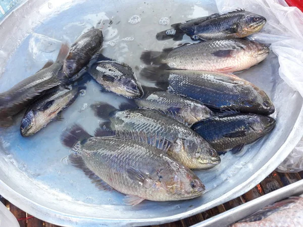 Climbing Perch Anabas Testudineus Fishes Tray Market Freshwater Fish Species — Stock Photo, Image