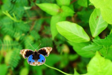 Ağaçtaki mavi kelebek doğal yeşil arka planda, desen siyah, mavi, mor ve sarı kanattaki turuncu gözlere benziyor.