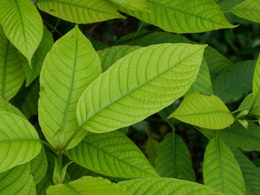 Green leaf background of Kratom or Mitragyna speciosa tree, Medicinal plant leaves