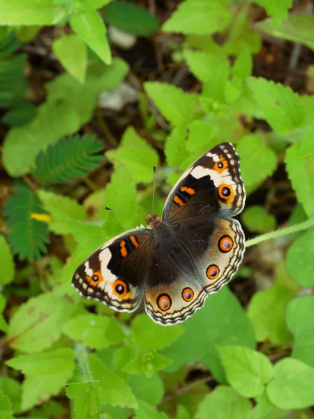 Самка Голубая Pansy Butterfly Ищет Нектар Испанской Иглы Цветения Поле — стоковое фото