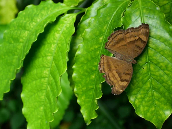 Chokladfjärilen Pansy Junonia Iphita Grönt Kaffeblad Med Svart Bakgrund Brun — Stockfoto