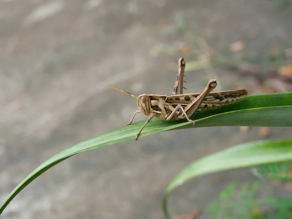 Brown Grasshopper Bombay Locust Zielonym Drzewie Liściastym Szarym Tłem Tajlandia — Zdjęcie stockowe