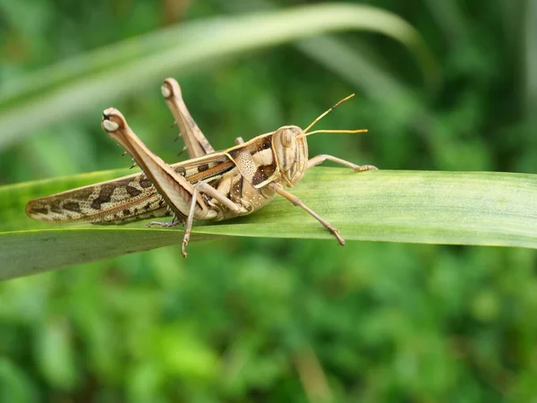 Brown Grasshopper Bombay Locust Zielonym Drzewie Liściastym Naturalnym Czarnym Tłem — Zdjęcie stockowe