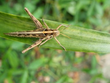 Kahverengi Çekirge, Bombay Çekirgesi yeşil yapraklı ağaç üzerinde doğal siyah arka plan, Tayland