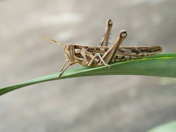 Grasshopper Marrón Langosta Bombay Árbol Hoja Verde Con Fondo Gris Fotos de stock libres de derechos