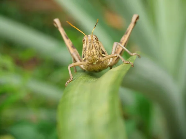 Hnědý Kobylka Zblízka Hlava Oko Bombay Locust Zeleném Listoví Stromu — Stock fotografie