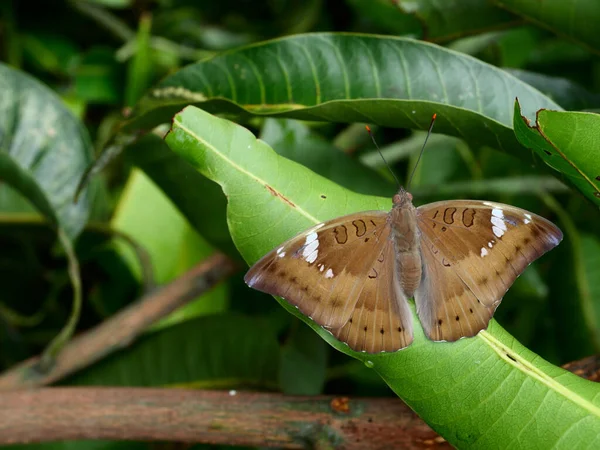 女性マンゴー男爵 Euthalia Aconthea 緑の葉の木の植物に蝶 昆虫の茶色の翼に白い縞模様をトレイ — ストック写真