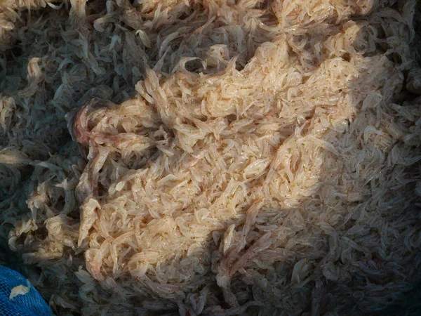 Group of fresh Krill or Opossum shrimp, Plankton that fishermen trap for cooking