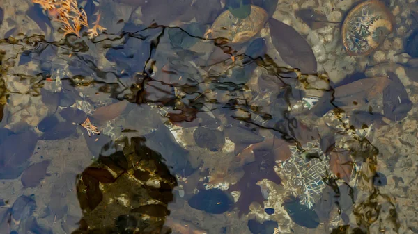 Reflektion Vattnet Smutsig Pool — Stockfoto
