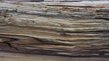 Texture of cut wood of old alder