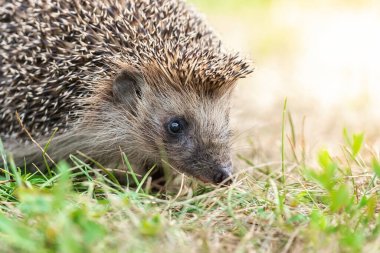 Kirpi (Bilimsel adı: Erinaceus Europaeus), yeşil çimenlerdeki doğal bahçe habitatına bakan vahşi, yerli, Avrupalı bir kirpinin yakın planıdır. Yatay olarak. Kopyalamak için boşluk.
