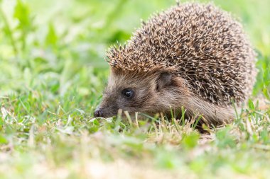 Kirpi (Bilimsel adı: Erinaceus Europaeus), yeşil çimenlerdeki doğal bahçe habitatına bakan vahşi, yerli, Avrupalı bir kirpinin yakın planıdır. Yatay olarak. Kopyalamak için boşluk.