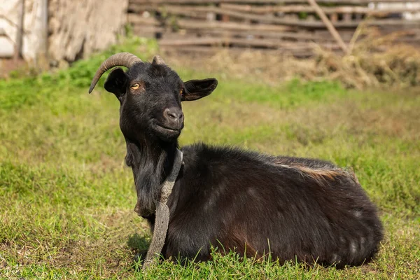 Ziege Auf Grünem Gras Sonnigem Tag — Stockfoto