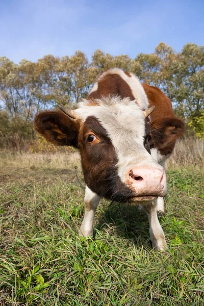 Piros Angus Üsző Portré Kép Kék Háttér — Stock Fotó