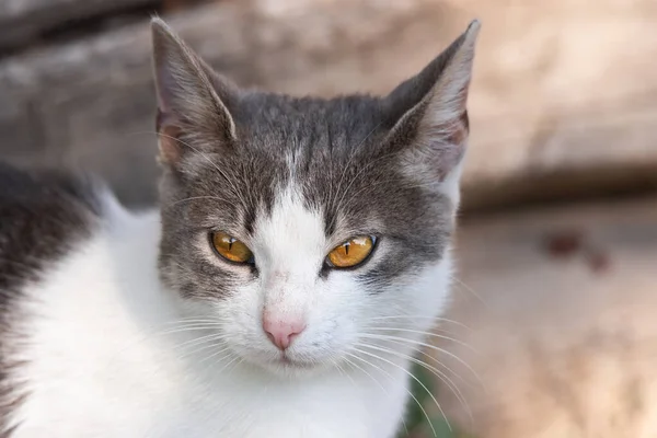 Chat Gris Adulte Repose Sur Une Herbe Animal Repose Photo — Photo