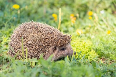 Kirpi (Bilimsel adı: Erinaceus Europaeus), yeşil çimenlerdeki doğal bahçe habitatına bakan vahşi, yerli, Avrupalı bir kirpinin yakın planıdır. Yatay olarak. Kopyalamak için boşluk.