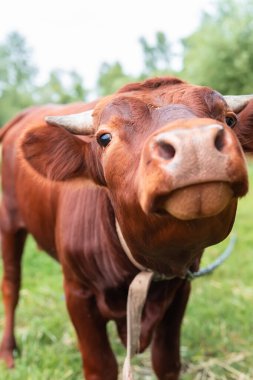 Kırmızı angus düve portresi mavi gökyüzü arkaplanı