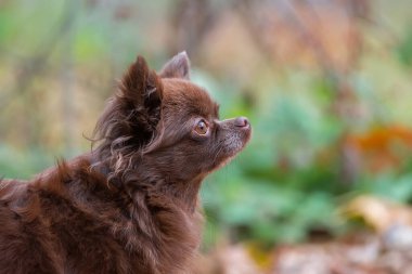 Parktaki çimlerde yatan küçük köpek, doğa, sonbahar