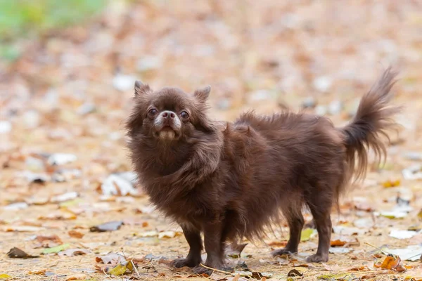 Kleine Hond Liggend Het Gras Het Park Natuur Herfst — Stockfoto