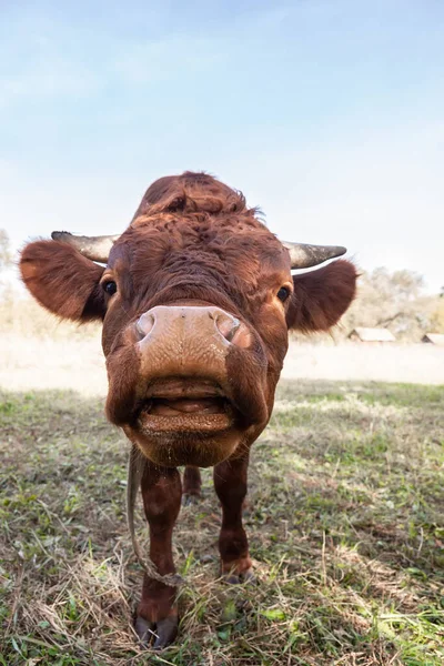 Červená Angus Jalovice Portrét Obrázek Modrá Obloha Pozadí — Stock fotografie