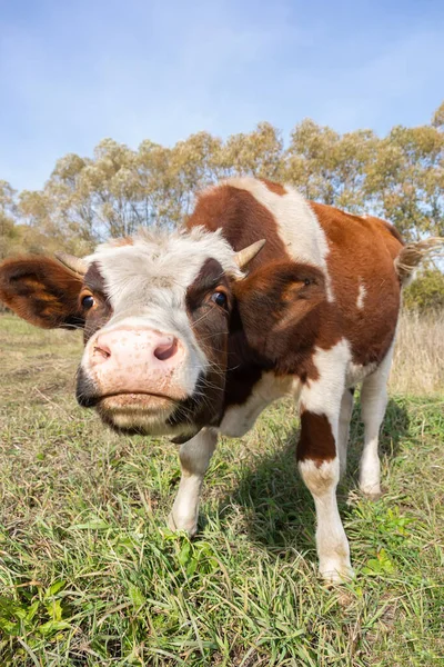 Piros Angus Üsző Portré Kép Kék Háttér — Stock Fotó