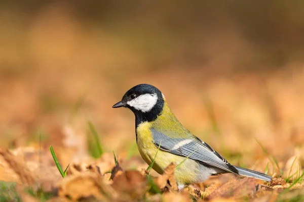Glänzende Kleine Gelbe Vogel Kohlmeise Parus Major Sitzt Herbstlichen Gras — Stockfoto