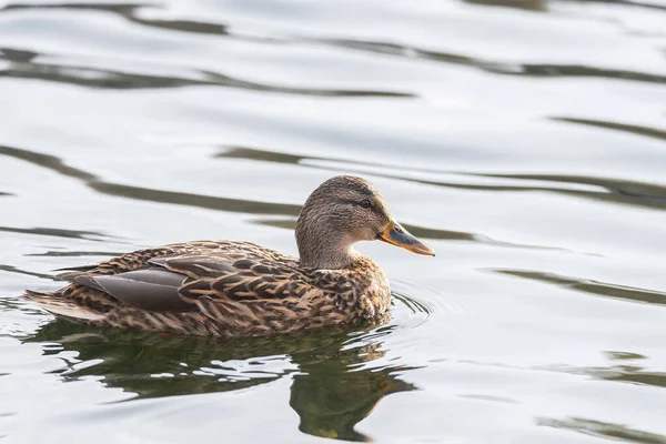 水面に映る池の絵の上で泳ぐマガモ — ストック写真