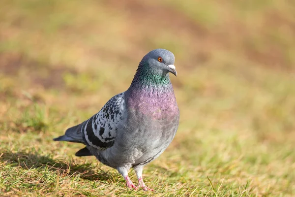 Potrait Duva Fågel Äter Grönt Gräs Parken — Stockfoto