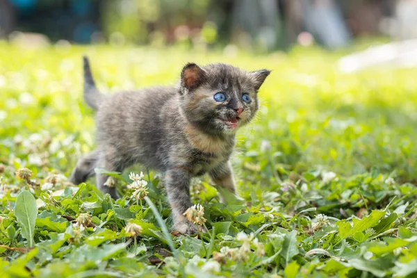 夏天的一天 一只可爱的毛茸茸的灰色小猫躺在绿草里 大自然中的小猫的肖像 — 图库照片