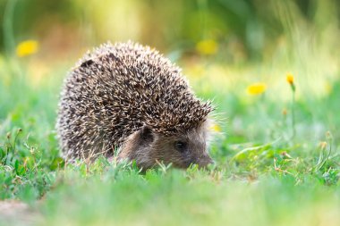 Kirpi (Bilimsel adı: Erinaceus Europaeus), yeşil çimenlerdeki doğal bahçe habitatına bakan vahşi, yerli, Avrupalı bir kirpinin yakın planıdır. Yatay olarak. Kopyalamak için boşluk.