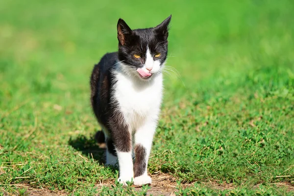 一只黑白相间的猫在绿草的背景上 — 图库照片