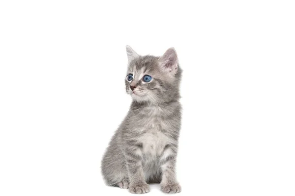 Ein Gestreiftes Reinrassiges Kätzchen Sitzt Auf Weißem Hintergrund — Stockfoto