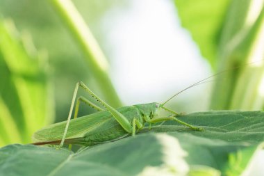 Büyük bataklık çekirgesi (stetofizma grossum), tipik ıslak çayır ve bataklık türü.