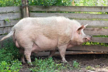 Çiftlikteki pembe domuzlar. Çiftlikteki domuz. Et endüstrisi. Domuz yetiştiriciliği, artan et talebini karşılamak için