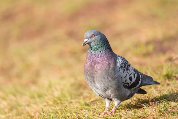 Potrait Oiseau Pigeon Mangeant Sur Herbe Verte Parc — Photo