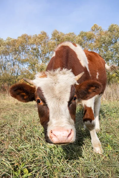 Piros Angus Üsző Portré Kép Kék Háttér — Stock Fotó