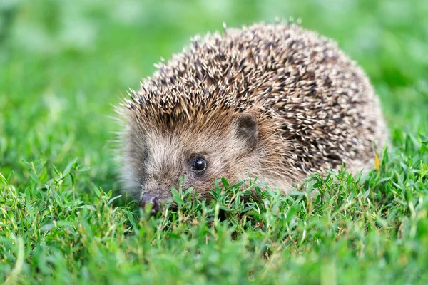 Hedgehog Vetenskapligt Namn Erinaceus Europaeus Närbild Vild Infödd Europeisk Igelkott — Stockfoto