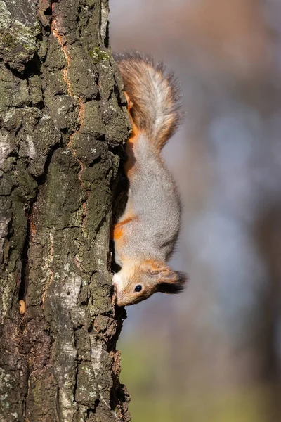 Eichhörnchen Auf Einem Ast Ein Süßes Eichhörnchen Hält Eine Nuss — Stockfoto