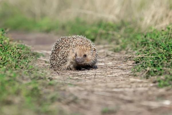 Igel Wild Lokal Europäischer Igel Wissenschaftlicher Name Erinaceus Europaeus Der — Stockfoto