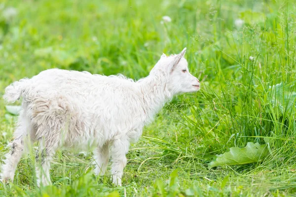 Weiße Ziegenbabys Auf Grünem Gras Sonnigen Tagen — Stockfoto